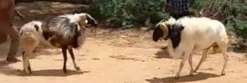 Fighting Sheeps — photo 2