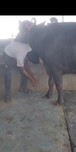 Male calf Buffalo — photo 2