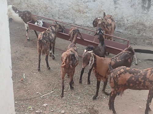 Sirohi Goat — photo 6