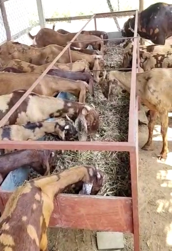 All breed sirohi — photo 4