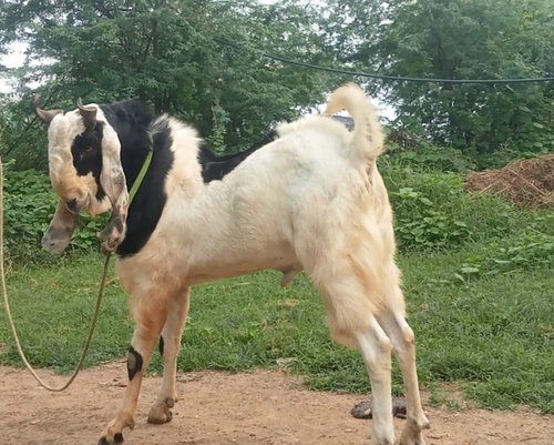 Hyderabadi  — photo 2