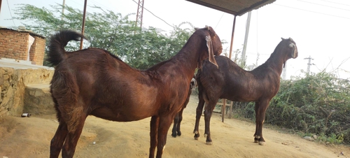 Sirohi Goat — photo 3
