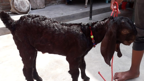 Mawati Goat — photo 6