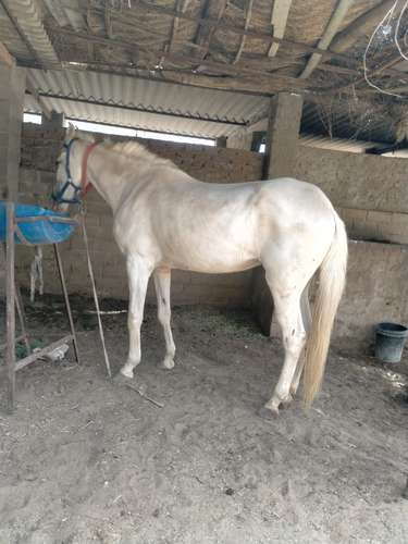 abhor female horse — photo 2