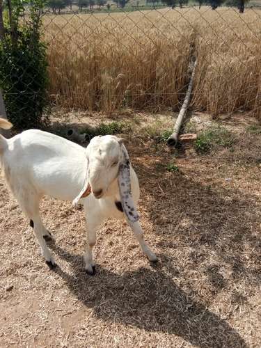 Sirohi & Totapari Gots — photo 5
