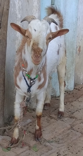 Barbara Goat  — Goat for sale in Pratapgarh , Uttar Pradesh , India 