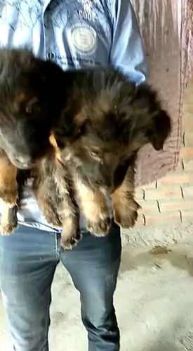 German Shepard dog — photo 2