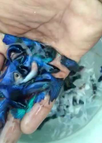 Fish