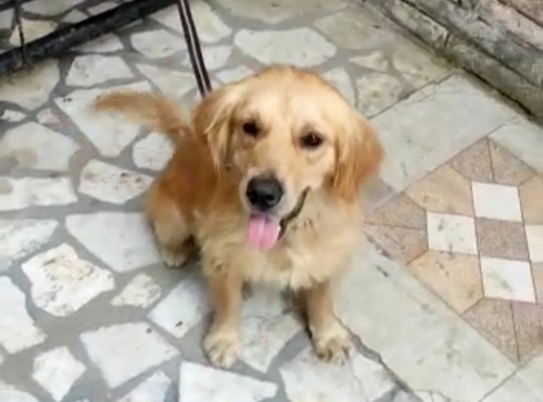 Golden Retriever