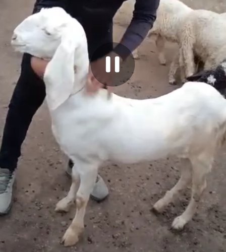 Sojat Goat — photo 2