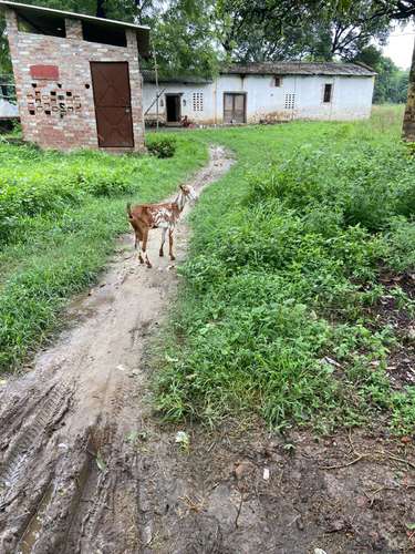 Barbari Goat — photo 4