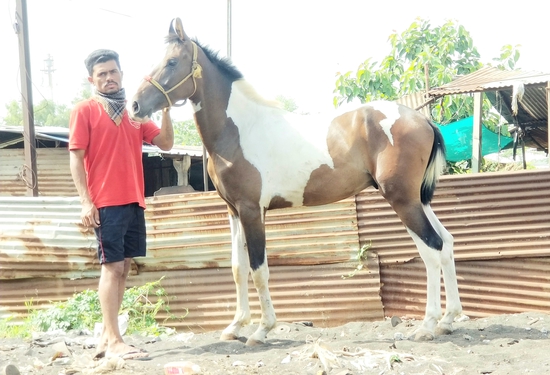 19 month Colt sell — photo 5