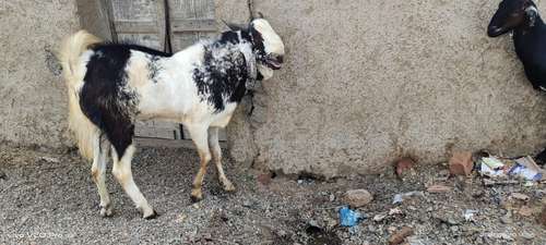 Kota Goat — photo 5