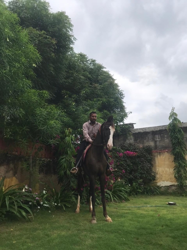 Marwari Horse — photo 2