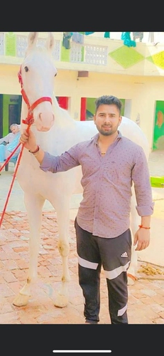 Nukra Horse — photo 2
