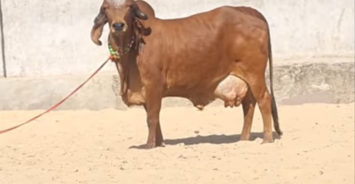 Gir cow  — photo 3