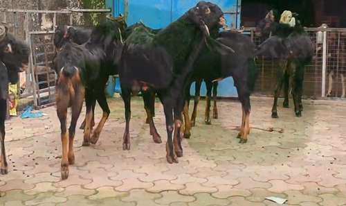 Goats all breed available — photo 5