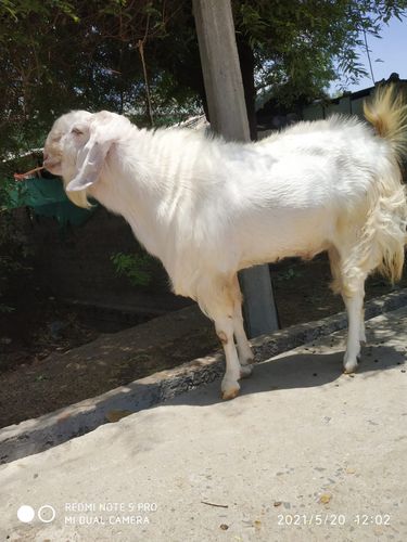 Malwa Male Goat — photo 2