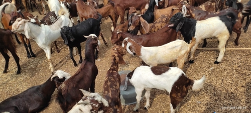 Sirohi Goat — photo 4
