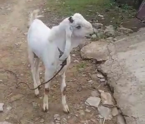 Jamnapari Goat  — photo 2