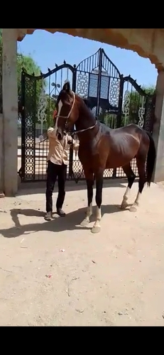 Horse — Horse, Gujarat, India