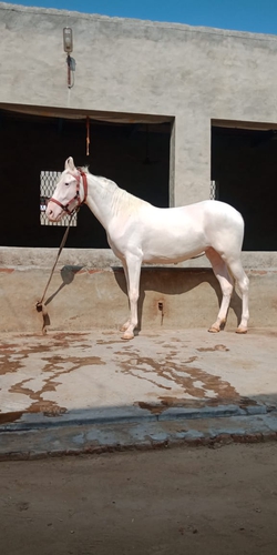 Marwari Horse — photo 5