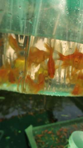 Gold fish,koi carb,tiger shark
