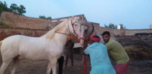 Majhuke line and muktsar shaib — photo 5