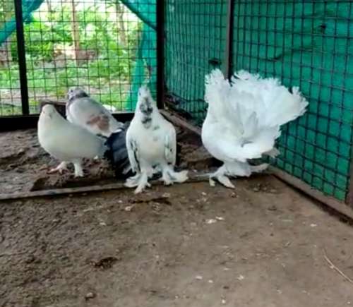 Pigeon — photo 2