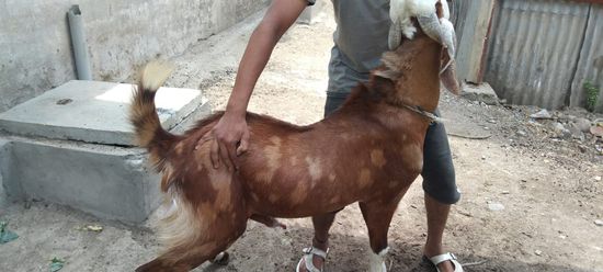 Gujri Male Goat — photo 2