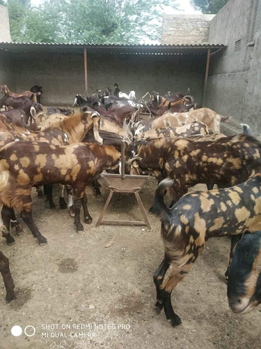 Sirohi Goats — photo 4