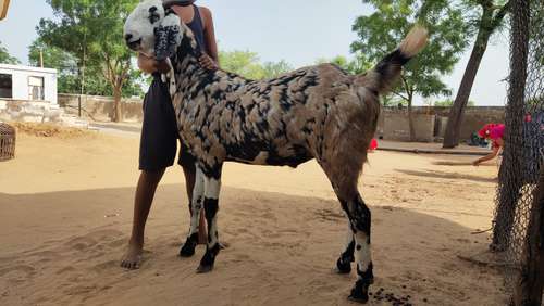 Best price Goat — photo 3
