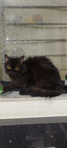Parsian cat