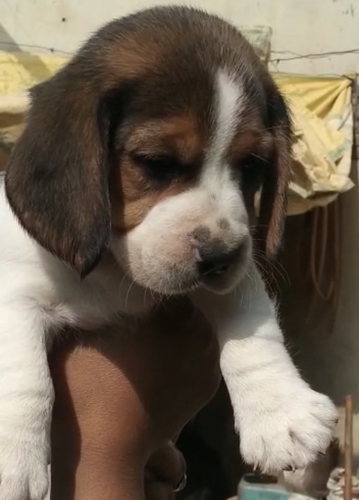 Beagle Puppy