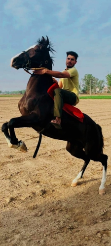 Marwari Horse — photo 2
