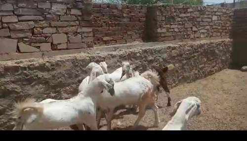 Sojat wait gulabi beker — photo 2