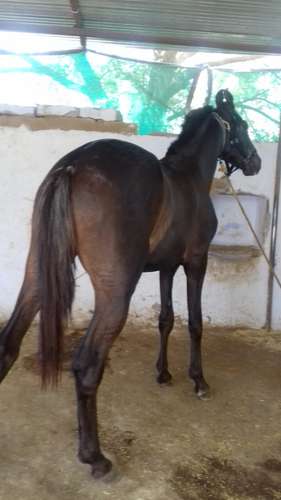 Great Gambler Horse — photo 6