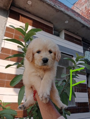 Breathe Siberian Husky Golden retriever — photo 2