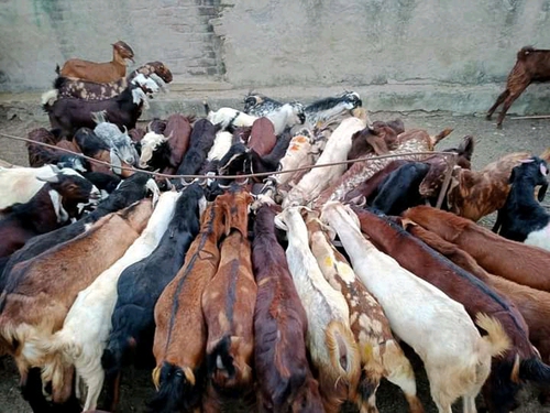 Sirohi , Gujri , Ajmeri Goat — photo 3