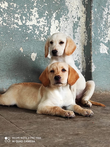 Labrador Puppy