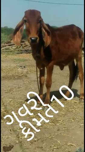 Bachda (Cow Baby) — photo 2