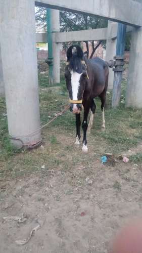 Marwadi  Female Horse — photo 2