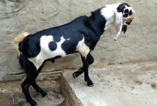 Beetal male Goat — photo 2