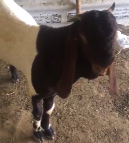 Totapuri Goat — photo 2