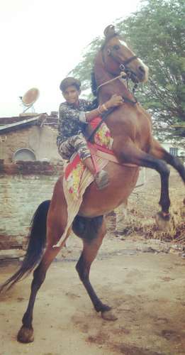 Desi Marwadi Horse — photo 5