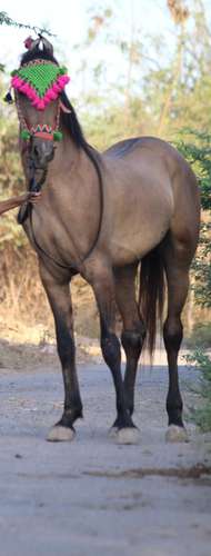 Horse pure kathiwadi — photo 2