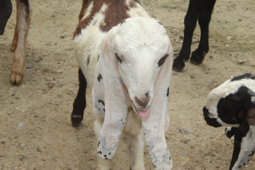 Beetal Pure Goat