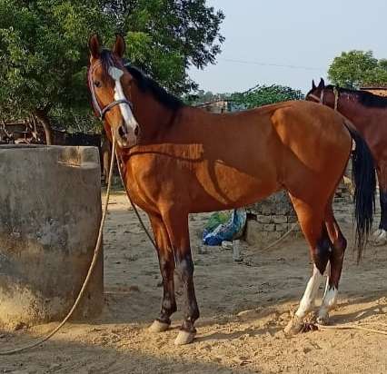 Sindhi Horse — photo 6