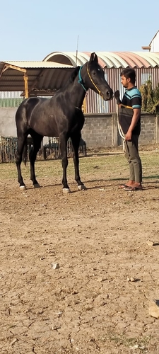 Ghodi — photo 2
