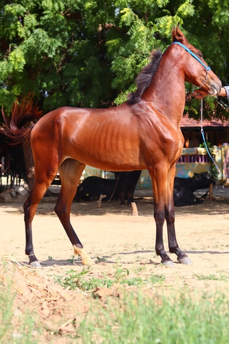 Marwadi horse — photo 3
